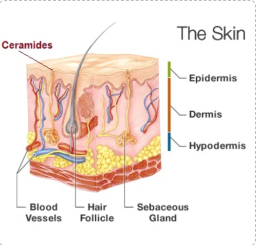 Ceramides in Skincare